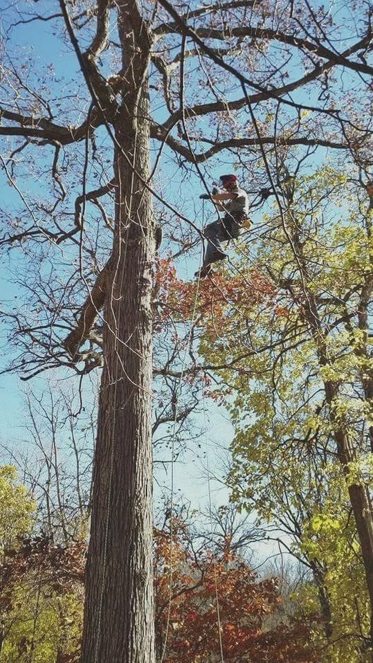 A person suspended high in a tall tree, securely harnessed to ropes and climbing gear while surrounded by autumn foliage.