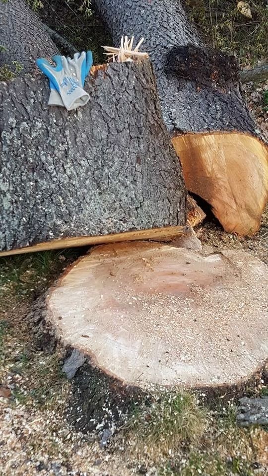 A freshly cut tree stump on the ground with a large, bark-covered log resting beside it and a work glove on top.