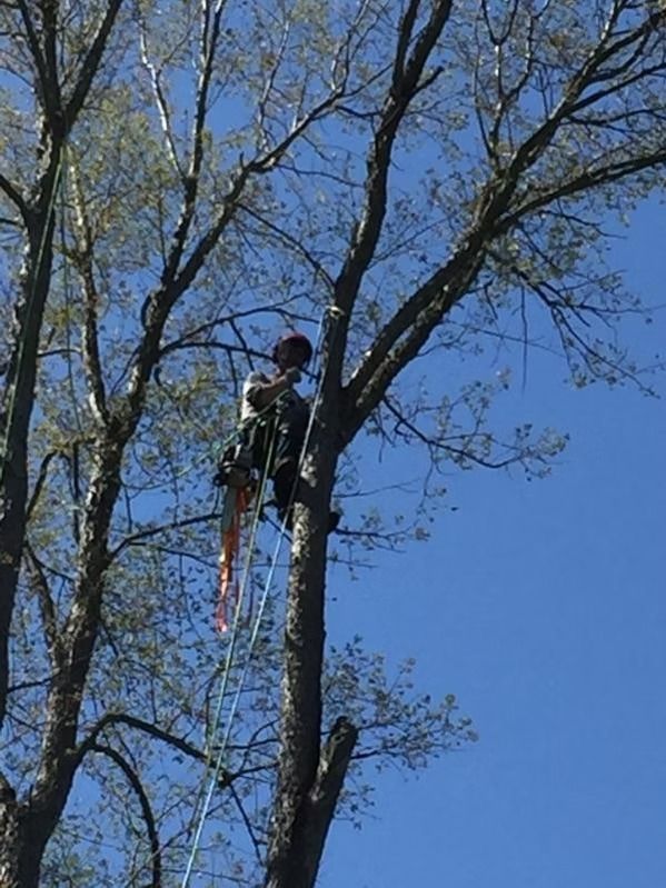 A professional arborist in climbing gear perched high in a bare tree, secured by ropes against a clear blue sky.