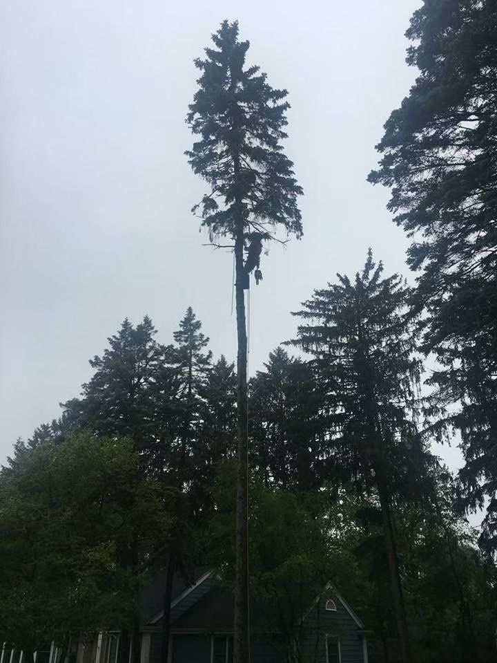A person climbs a tall, bare pine tree in a wooded area, surrounded by other trees and a house roof.