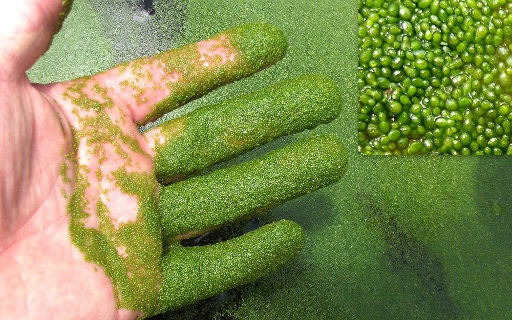 A hand covered in green algae next to a pile of green beans.