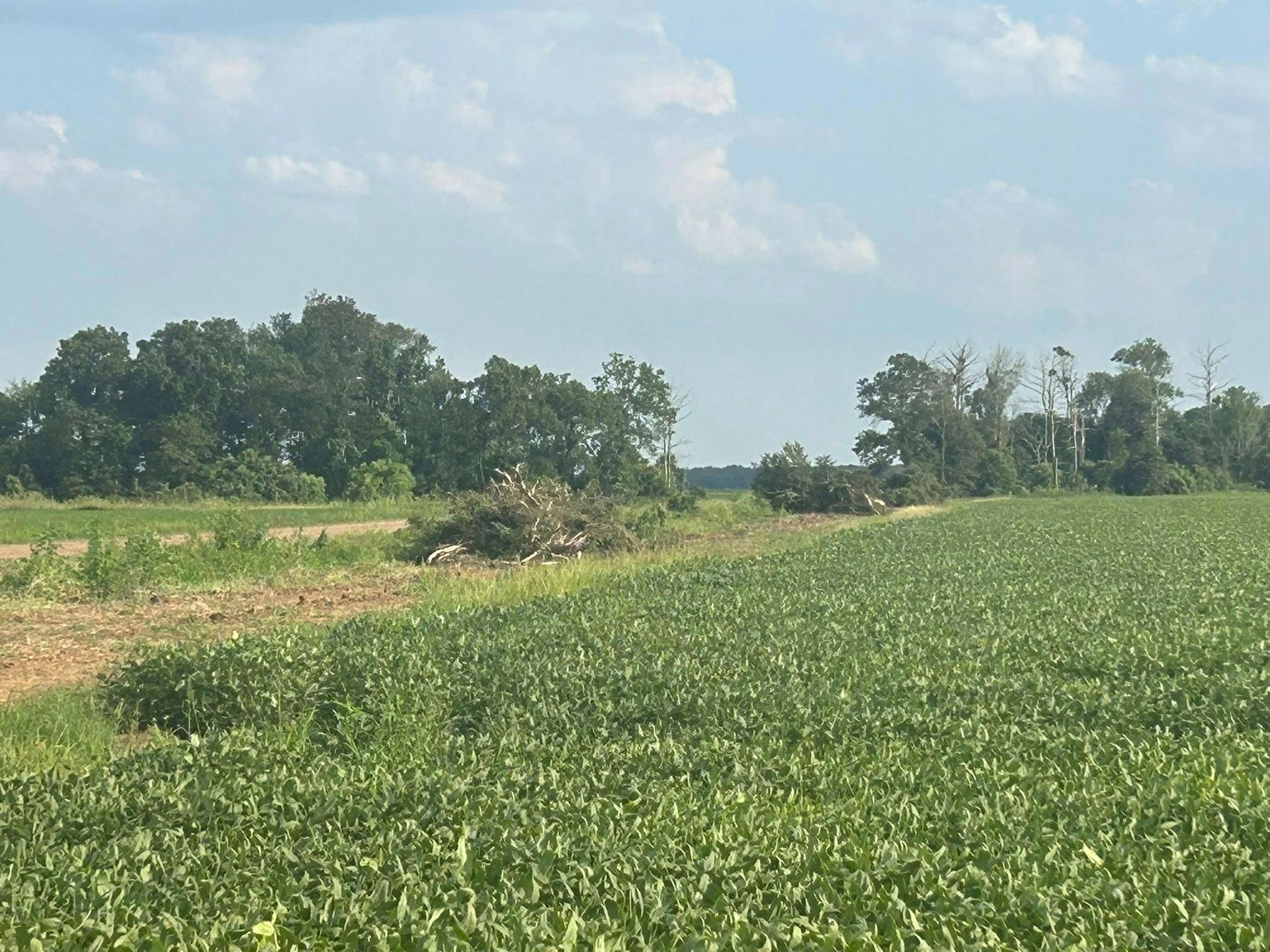 Green field of crops with trees and blue sky in background.