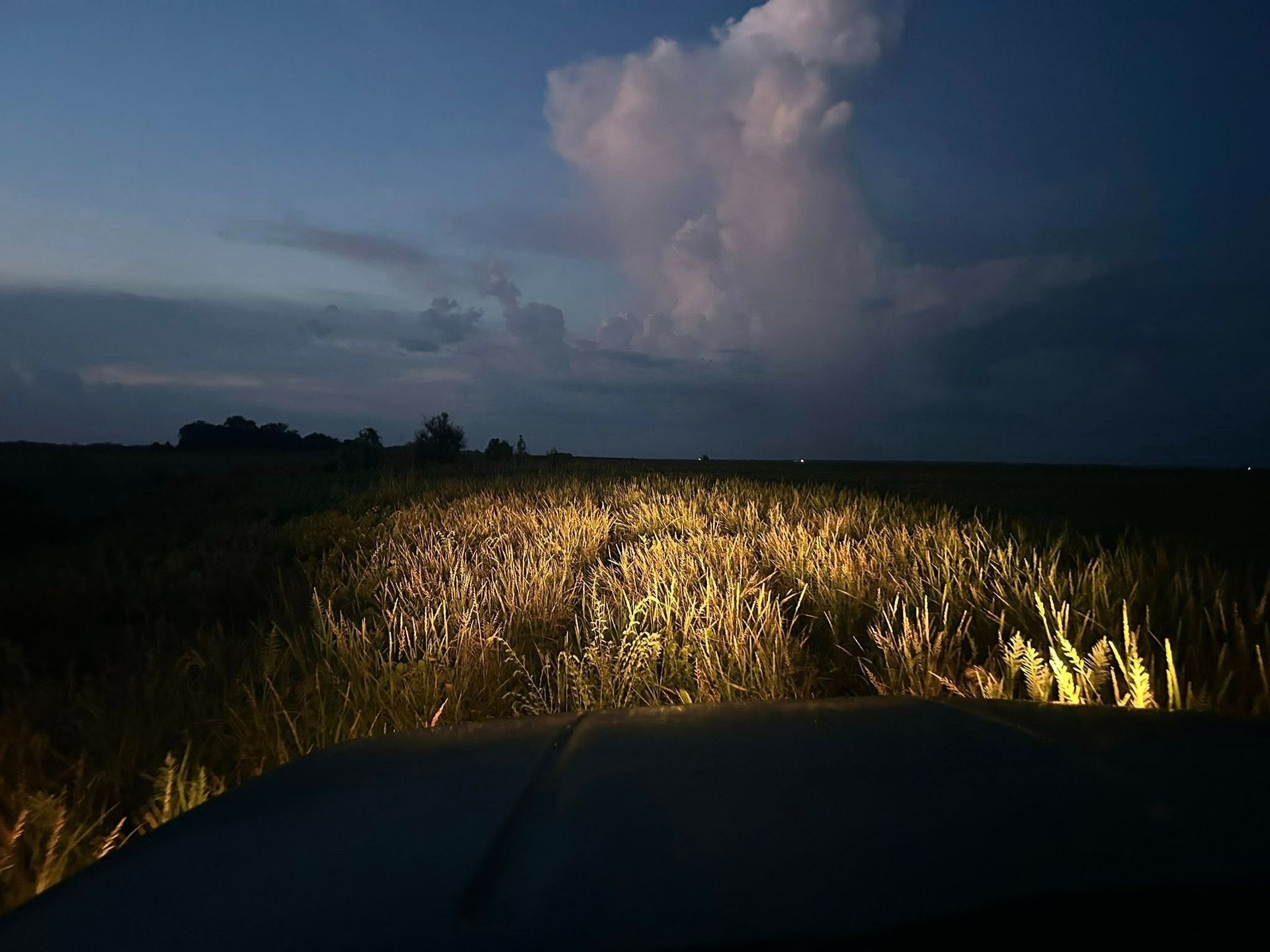 Car headlights illuminate a field of tall grass at dusk, with dark clouds overhead.