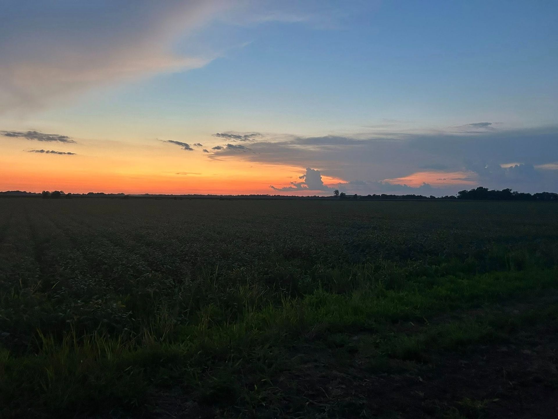Sunset over a field of crops with vibrant orange and blue skies.