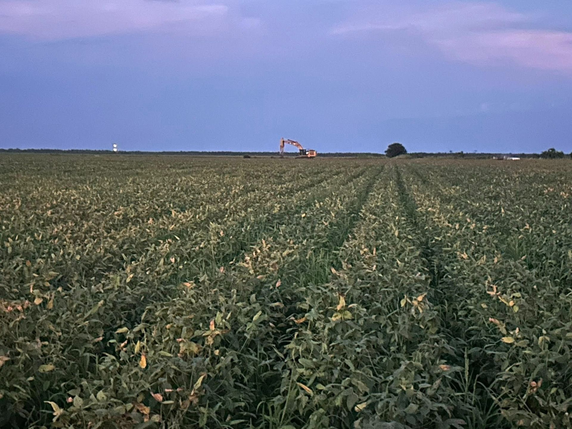Field of crops with construction equipment in the distance under a dusky blue sky.