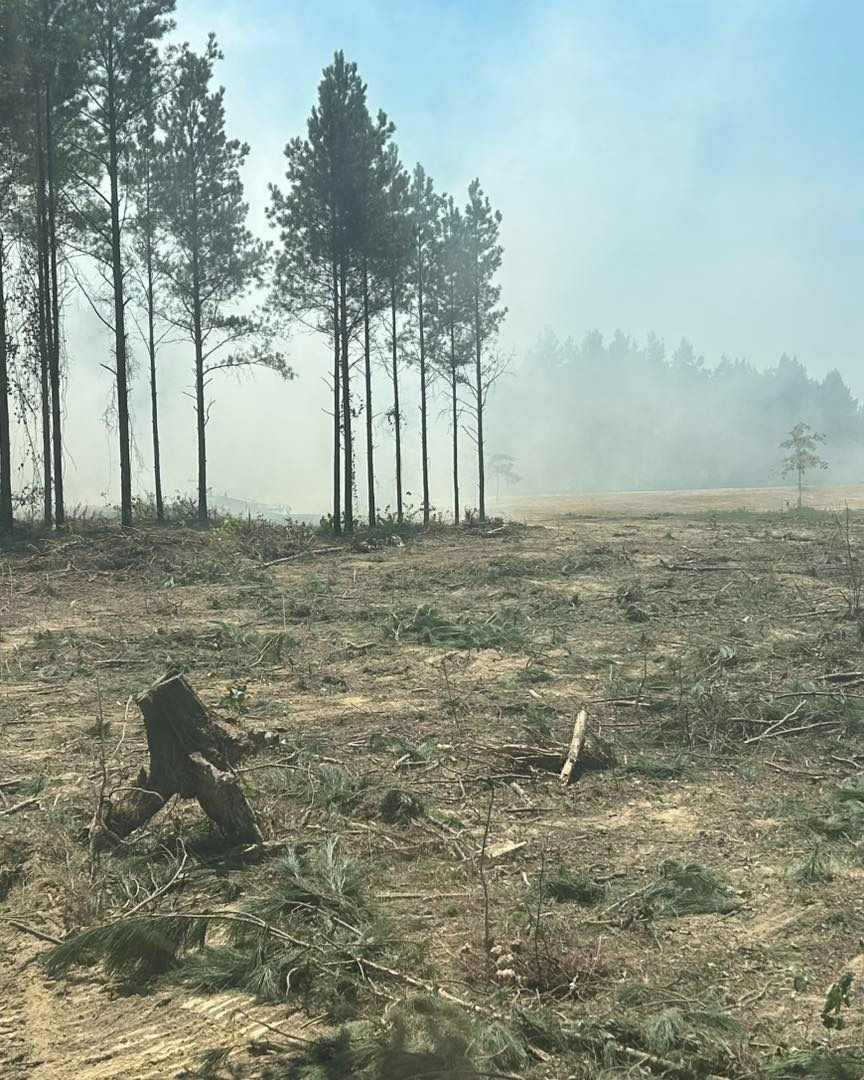 A cleared field with smoke, tall trees, and a stump; potentially a forest fire.