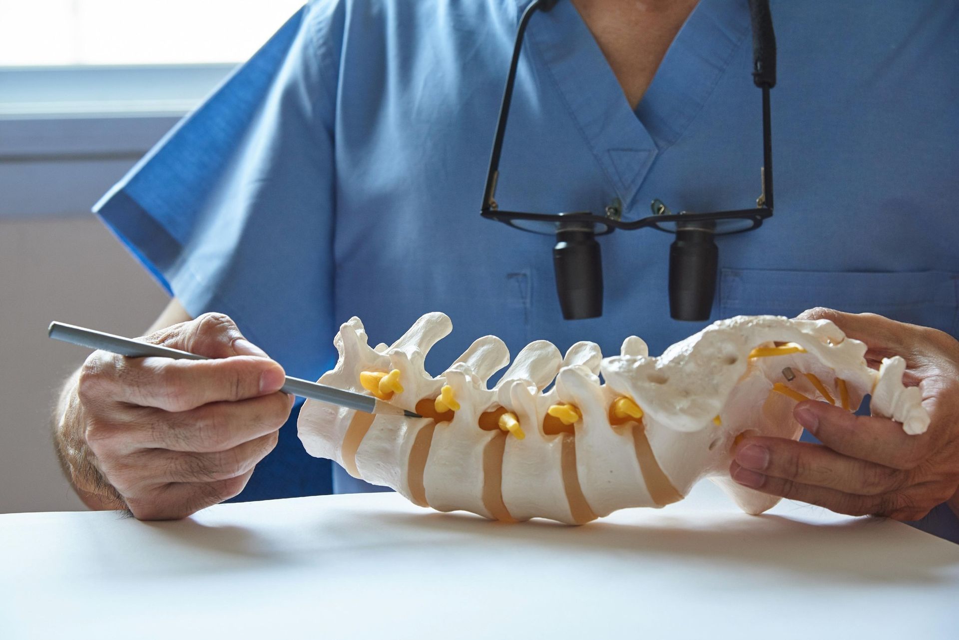 Medical Professional Holding a Spine Model — Dive Chiropractic in Mermaid Beach, QLD