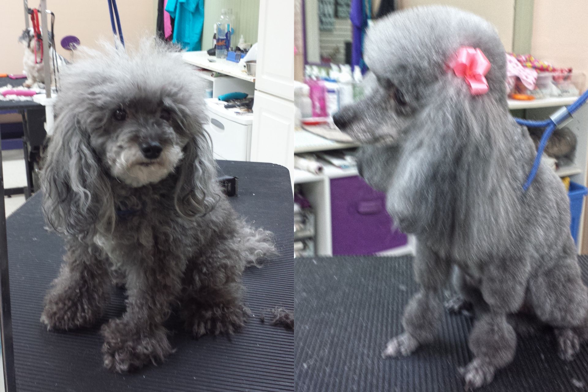 Two pictures of a poodle before and after being groomed