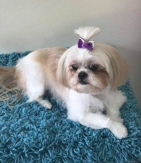 A shih tzu dog with a purple bow in its hair is laying on a blue blanket.
