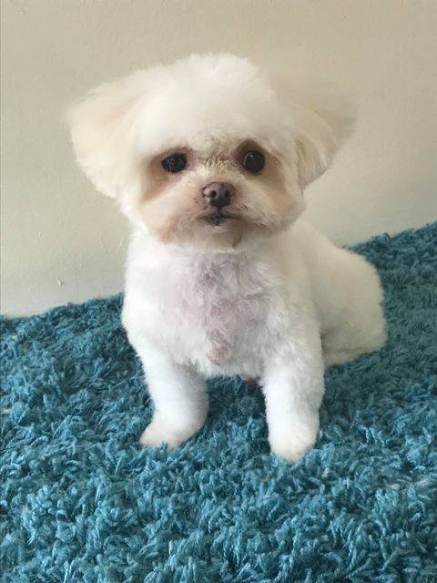A small white dog is sitting on a blue carpet.