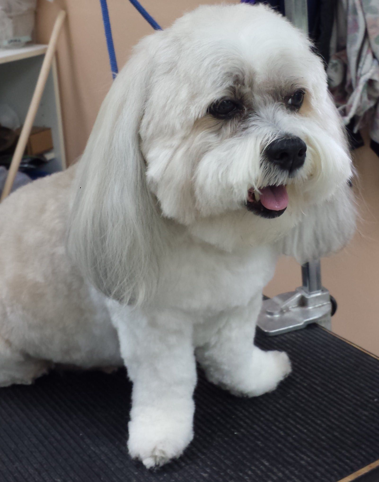 A small white dog is sitting on a grooming table