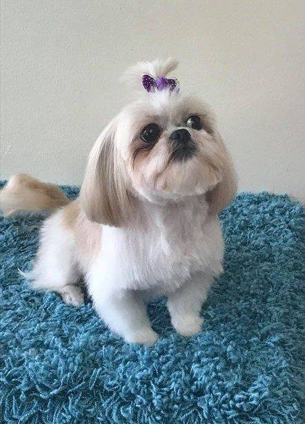 A shih tzu dog is sitting on a blue rug.