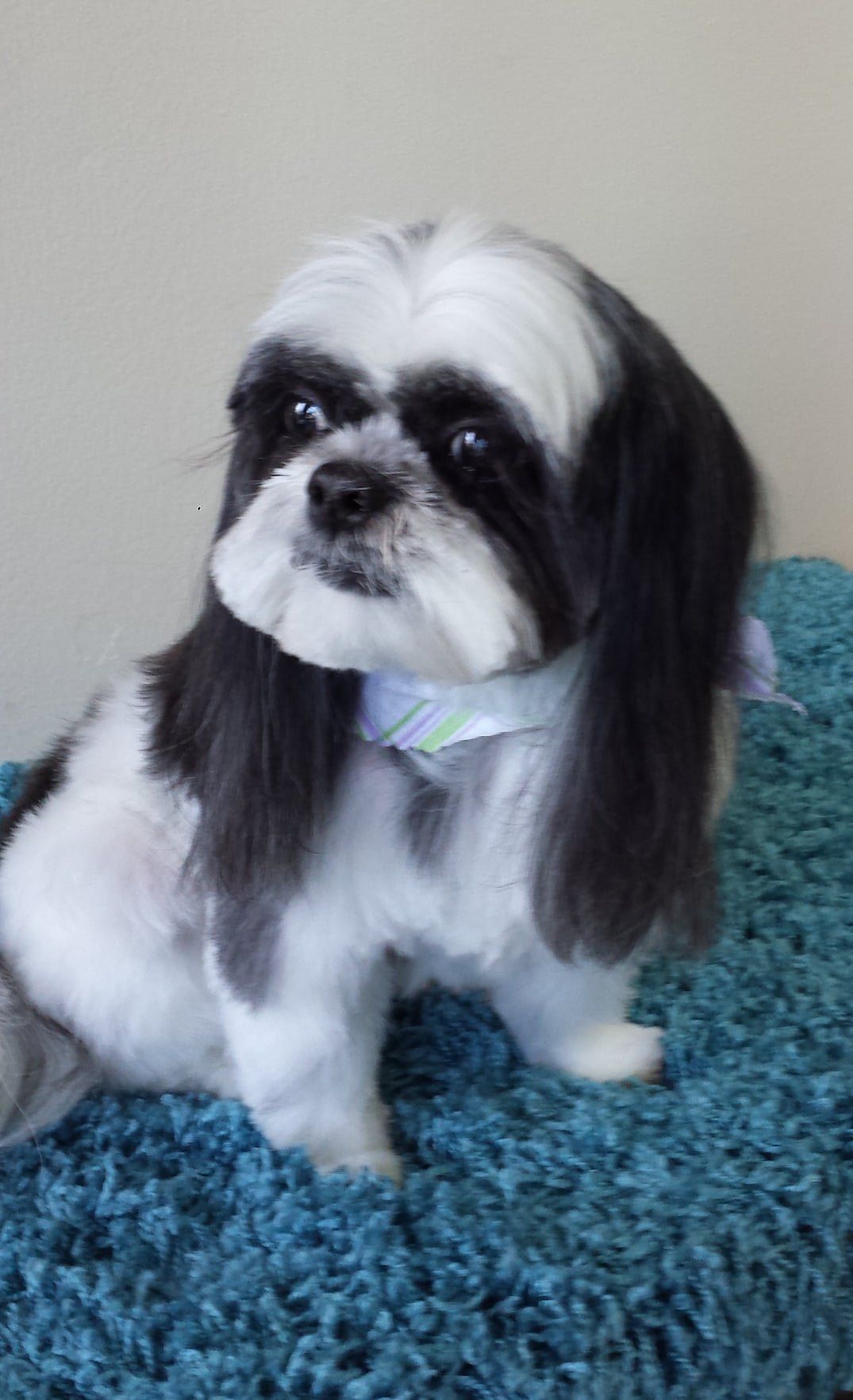 A black and white shih tzu dog is sitting on a blue blanket.