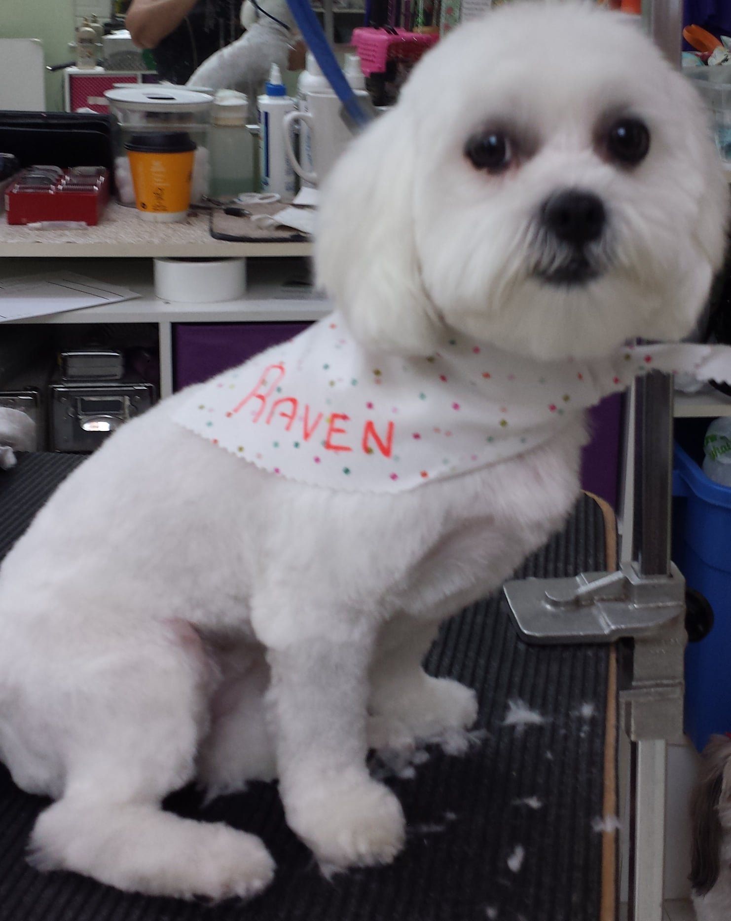 A small white dog with a bandana that says haven on it