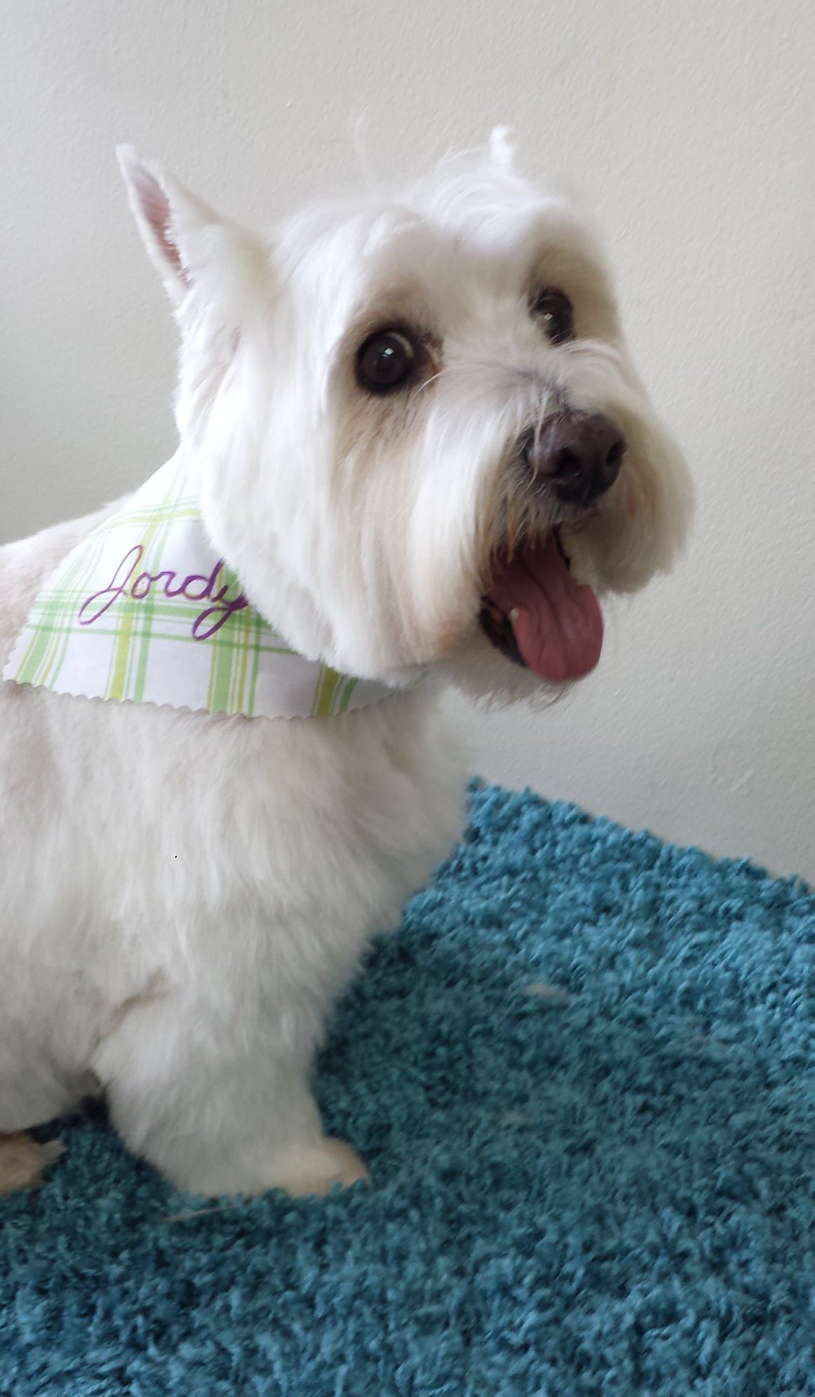 A white dog wearing a bandana is sitting on a blue carpet.