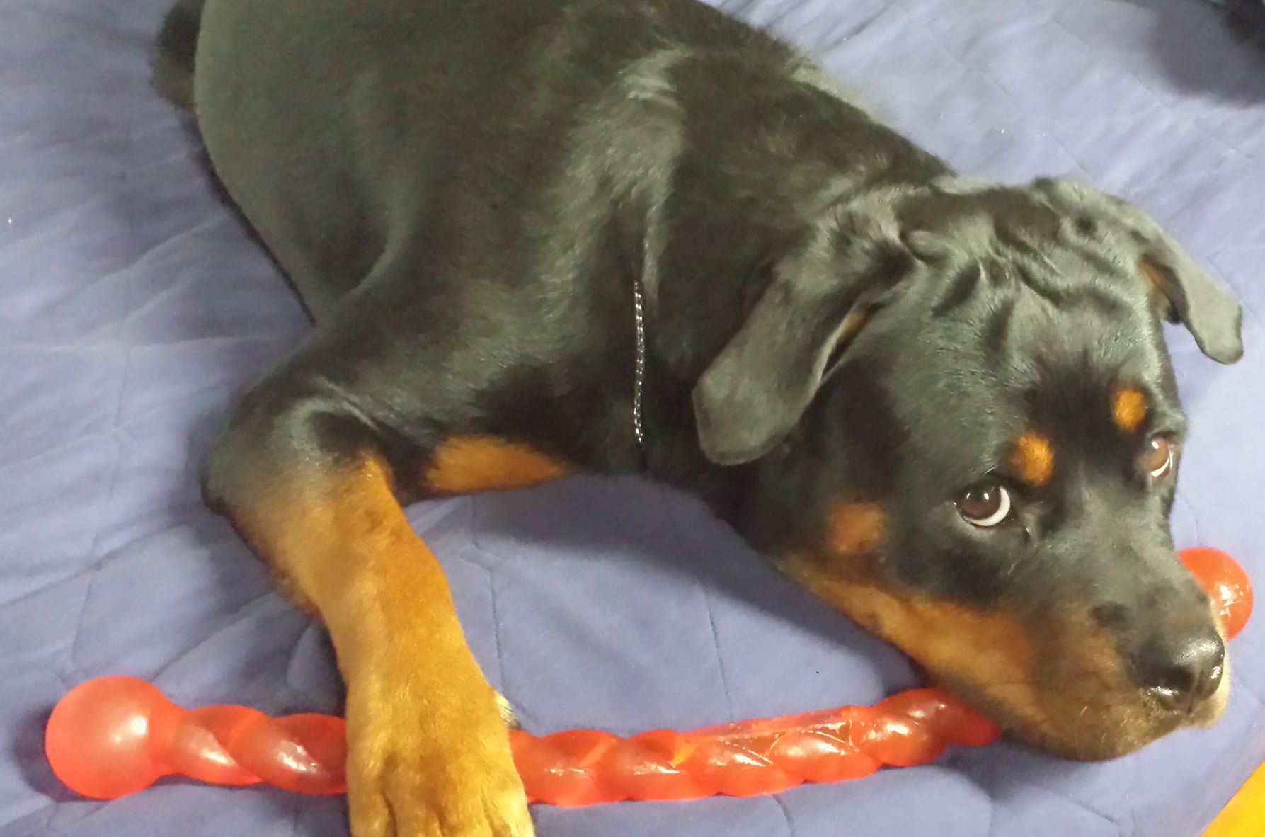 A rottweiler laying on a bed with a red toy