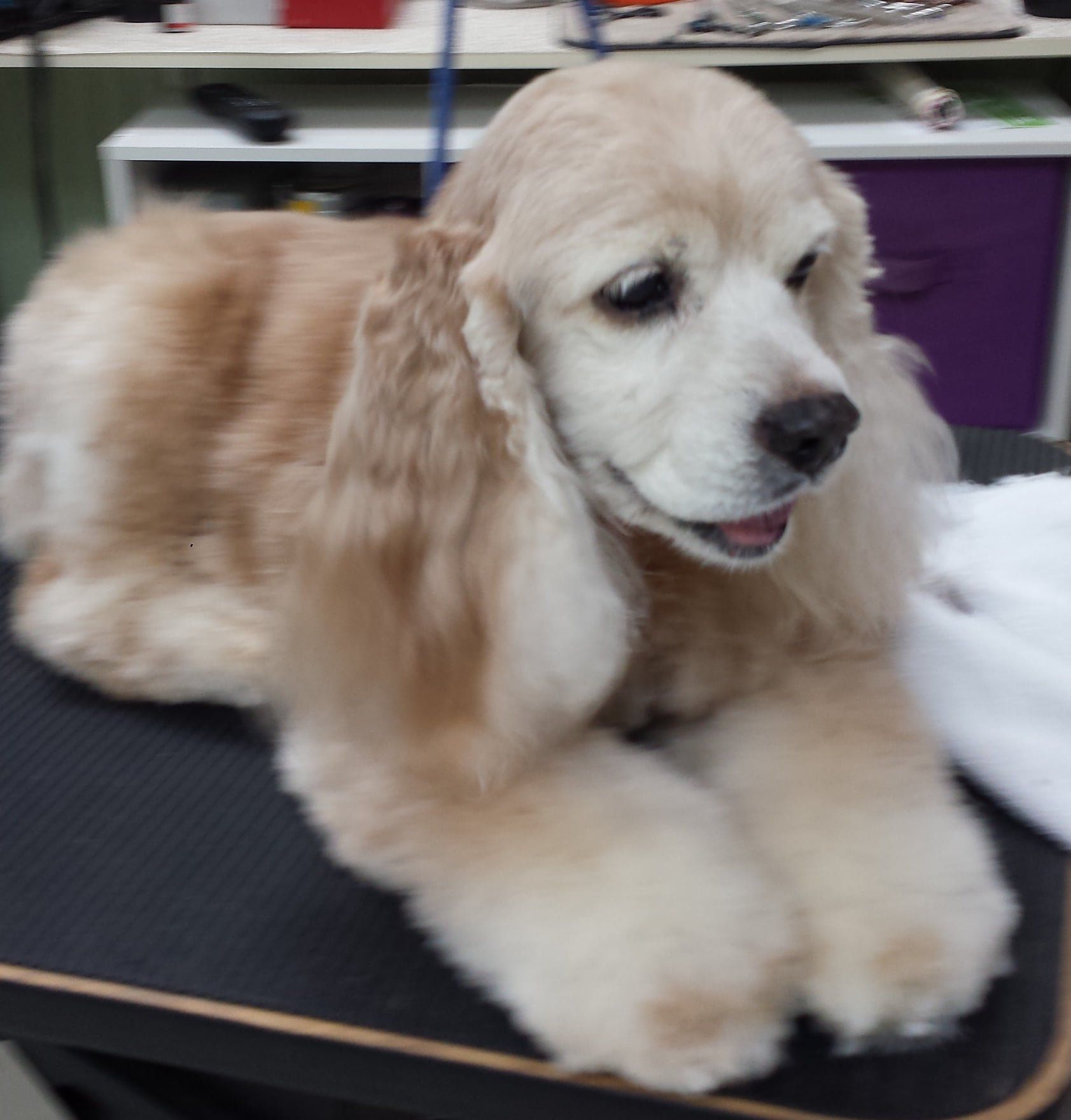 A cocker spaniel is laying on a grooming table
