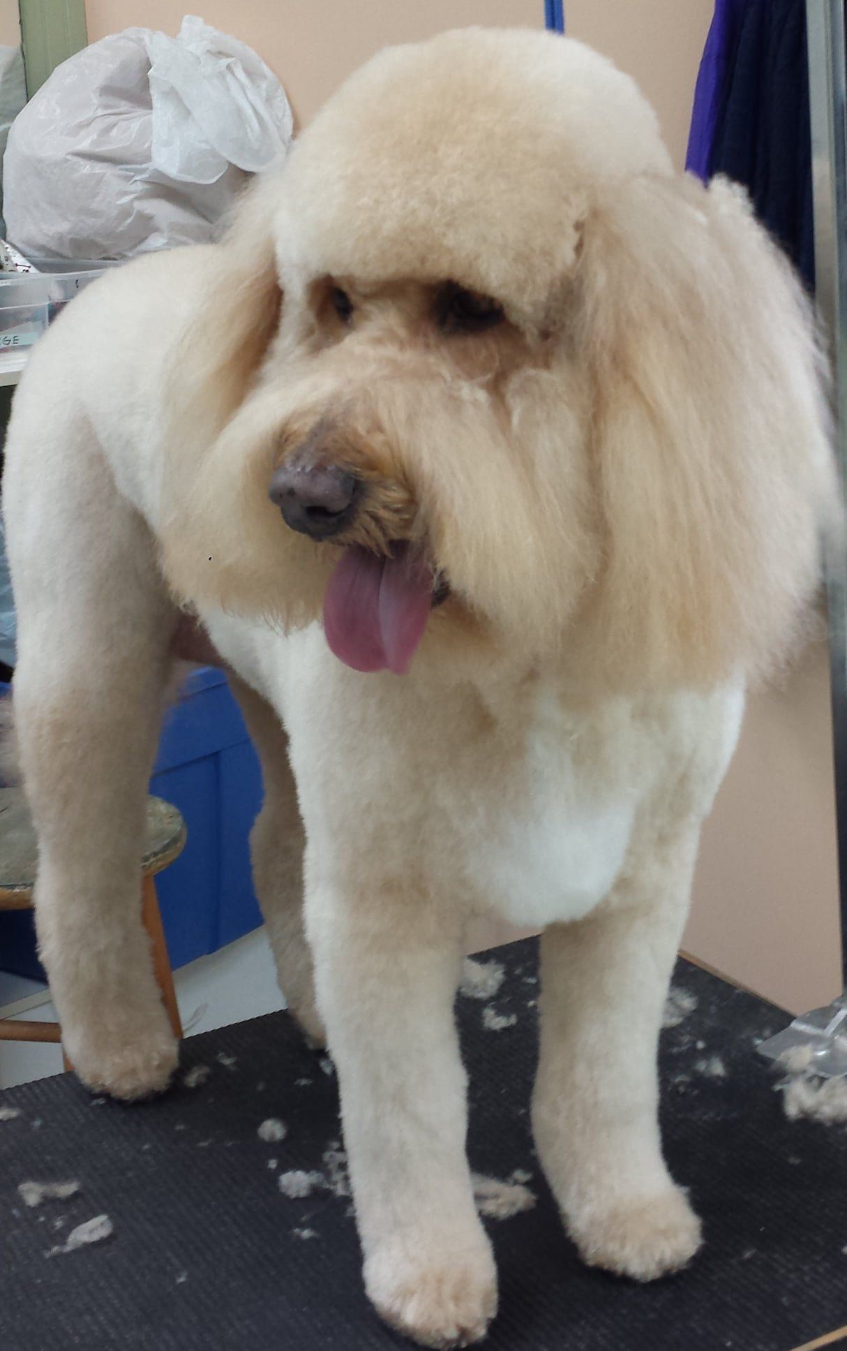 A small dog is standing on a table with its tongue hanging out.