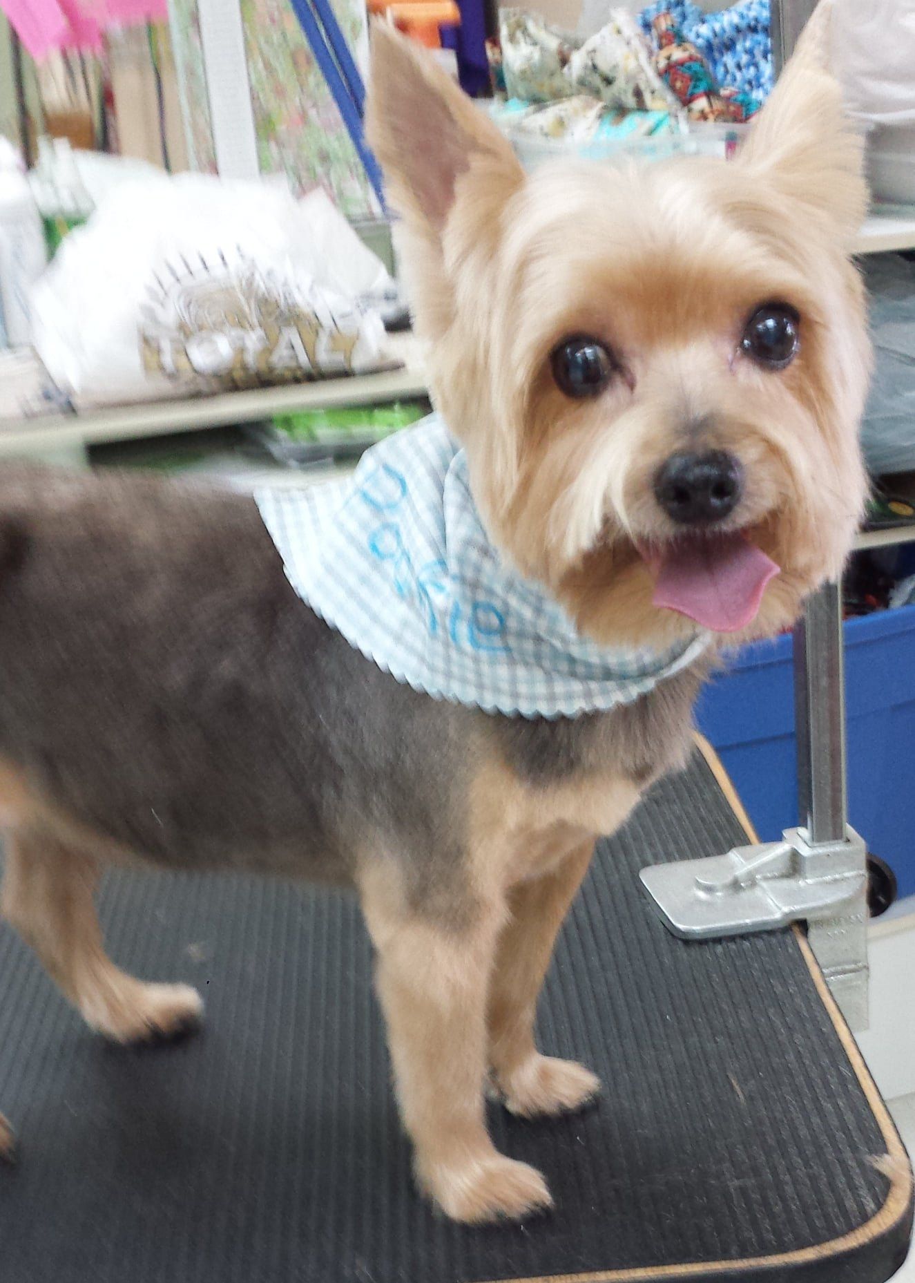 A small dog wearing a bandana that says ' i love you ' on it