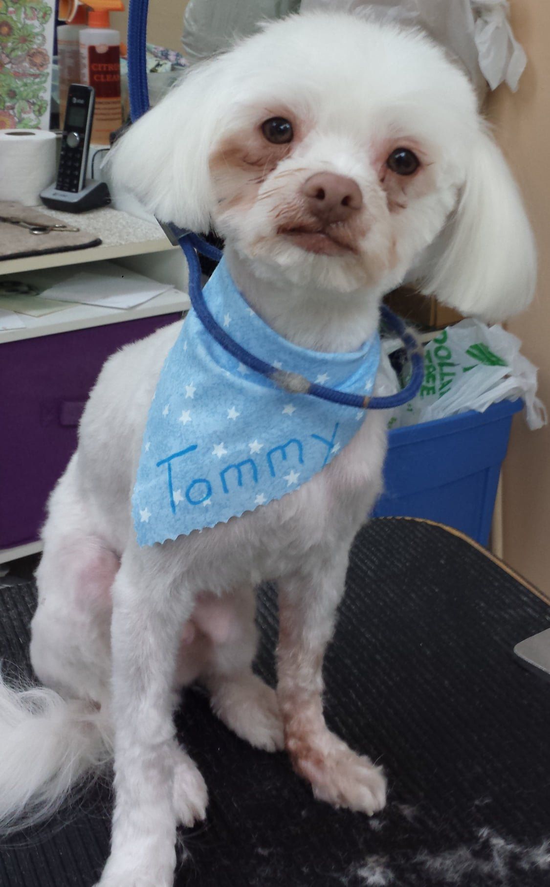 A small white dog wearing a blue bandana with the name tommy on it.