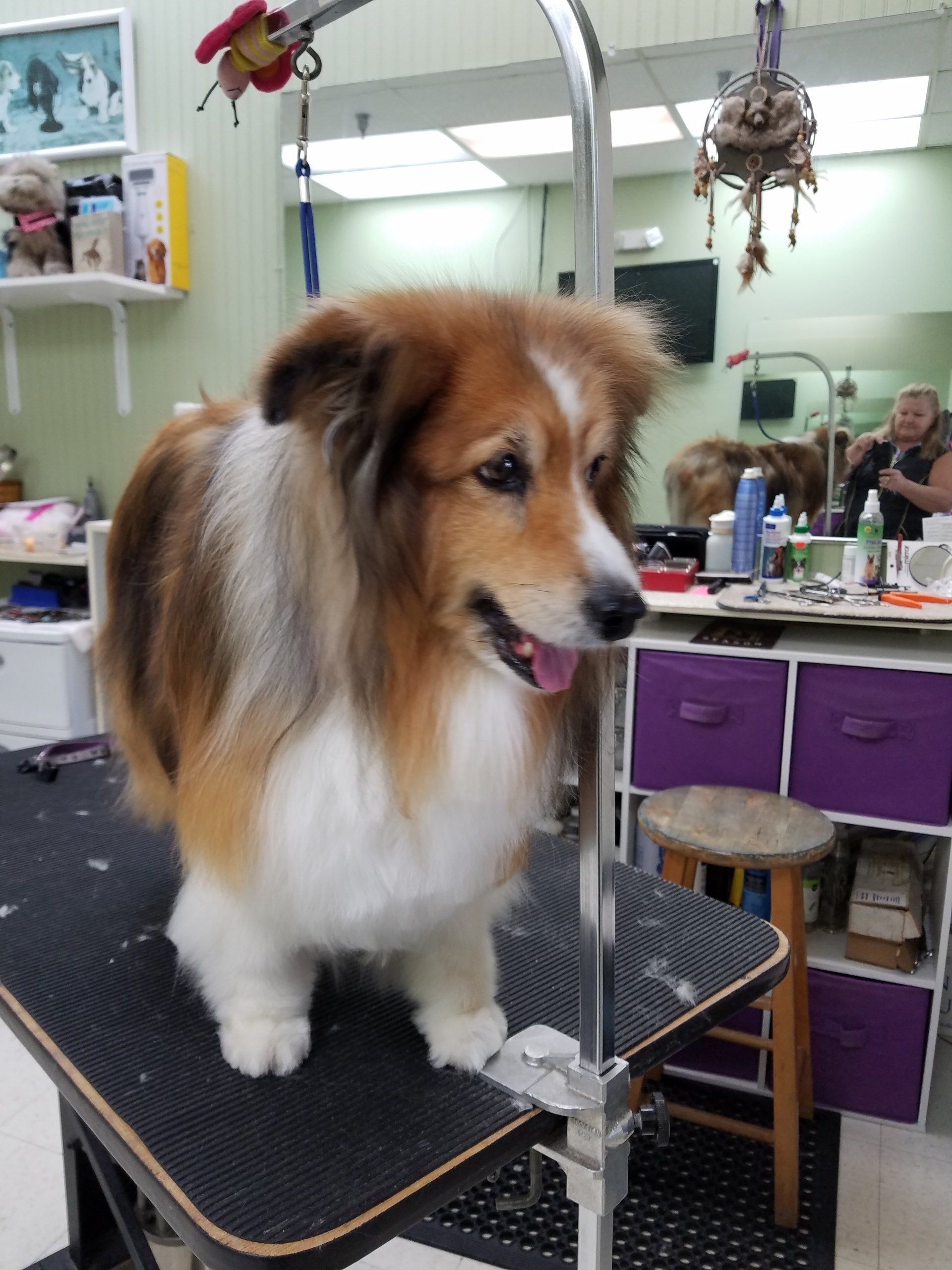 A brown and white dog is standing on a grooming table
