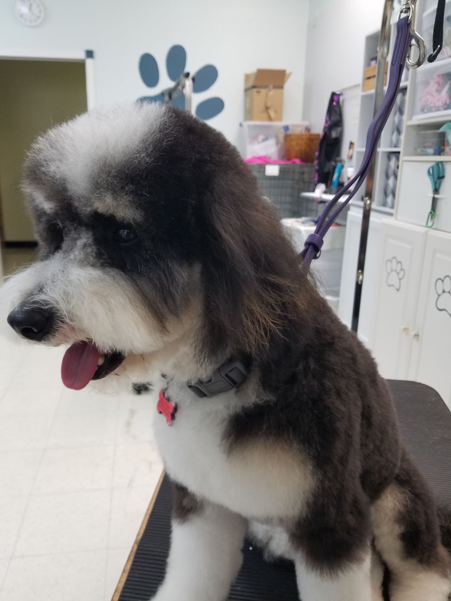 A small black and white dog is sitting on a table with its tongue hanging out.