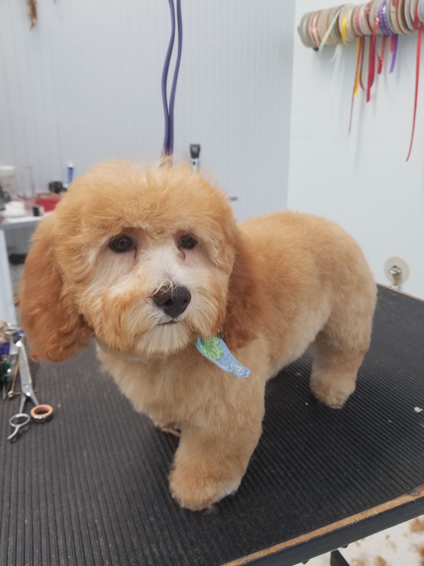 A small brown dog is standing on a grooming table.