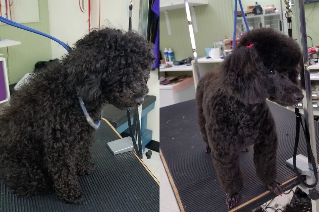 Two pictures of a black poodle before and after being groomed.