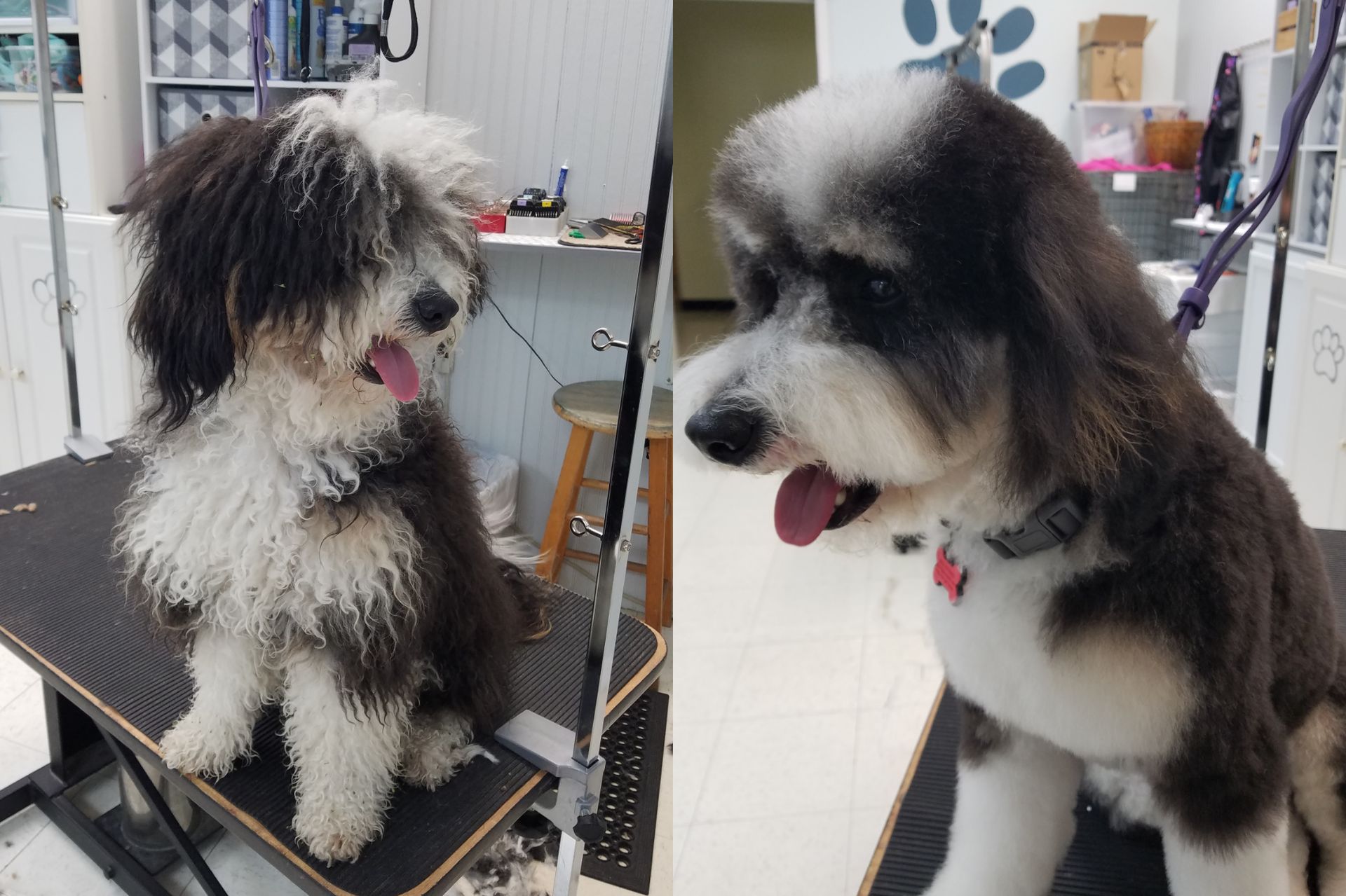 A black and white dog is sitting on a grooming table.