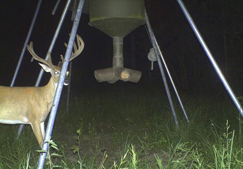 A deer is standing in front of a feeder at night.