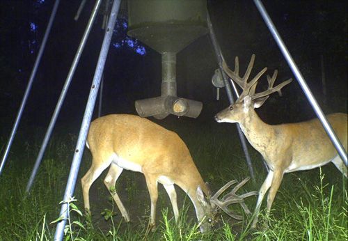 Two deer are eating from a feeder at night.