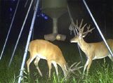 A couple of deer standing next to each other in a field at night.