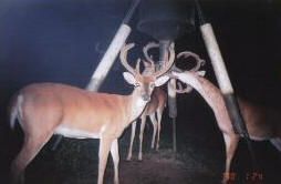Two deer are standing next to each other in front of a feeder at night.