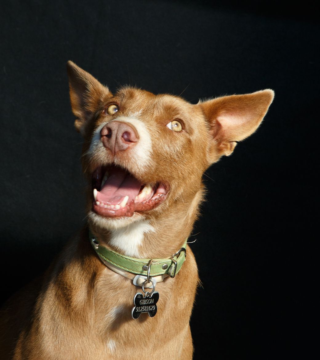 Robert Liedtke and Anka Liedtke Photo Squad 711 A Podengo Português, greyhound-like Mediterranean hunting dog, rough-haired, brown yellow, fawn from the Iberian Peninsula