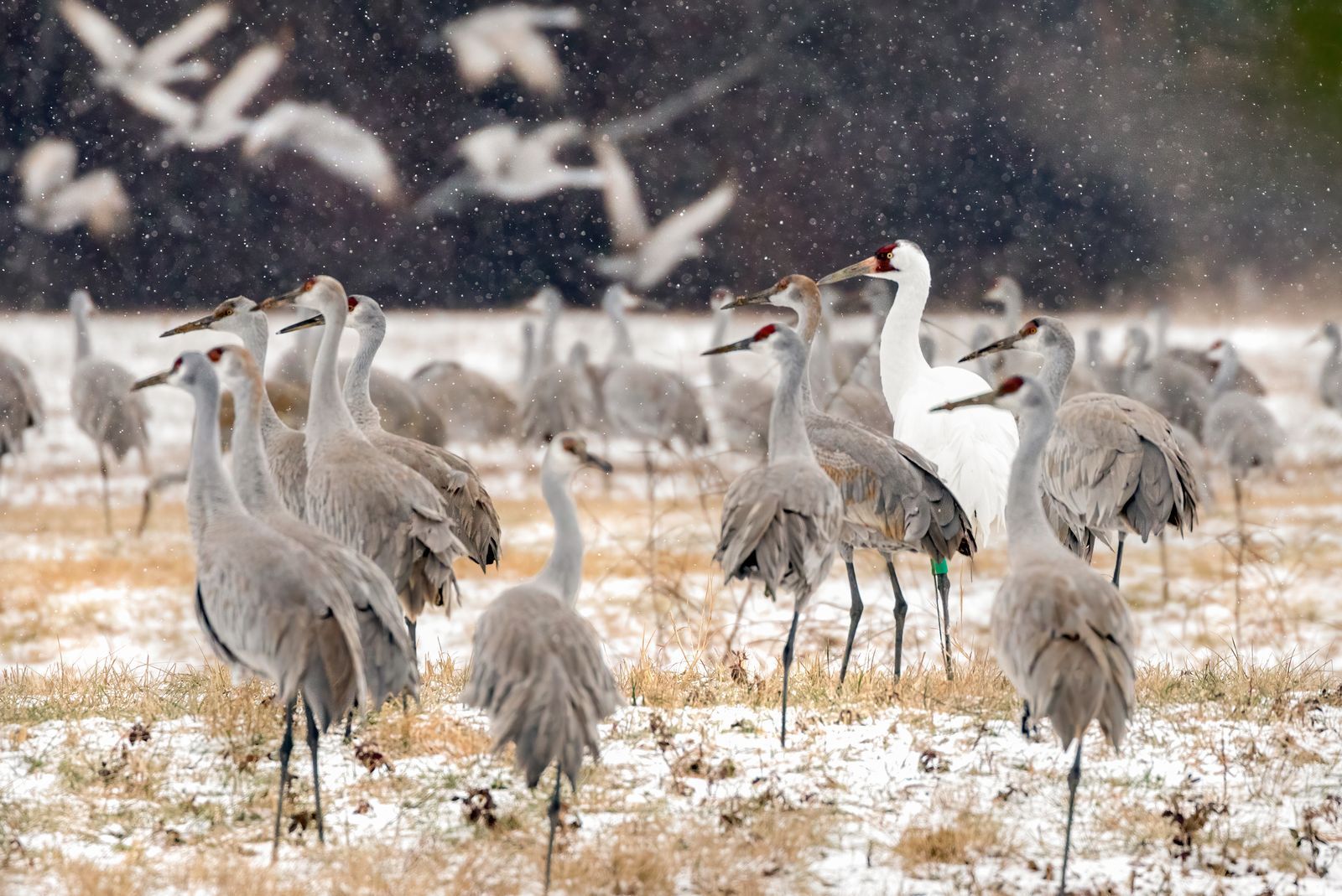 Festival of the Cranes