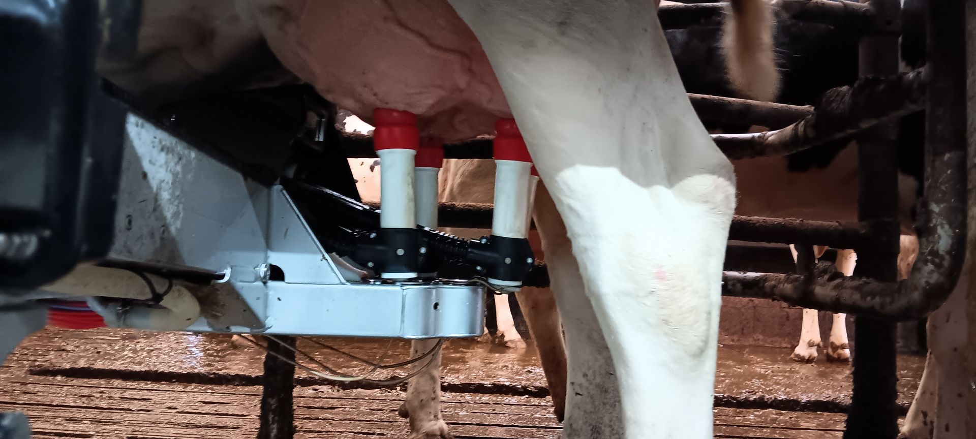 Eine Kuh wird von einer Melkmaschine gemolken. Die Maschine hat vier Melkbecher, die am Euter befestigt sind.