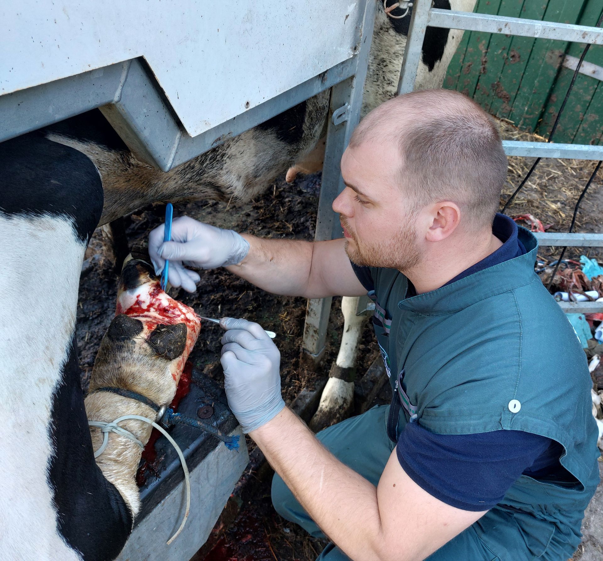 Ein Tierarzt versorgt mit chirurgischen Instrumenten das Bein einer verletzten Kuh. Im Freien.