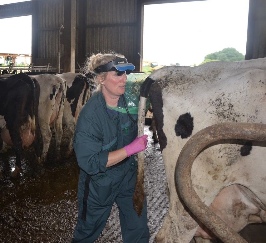 Eine Person mit Schutzbrille und Handschuhen untersucht das Hinterteil einer Kuh in einem Stall; andere Kühe stehen in der Nähe.