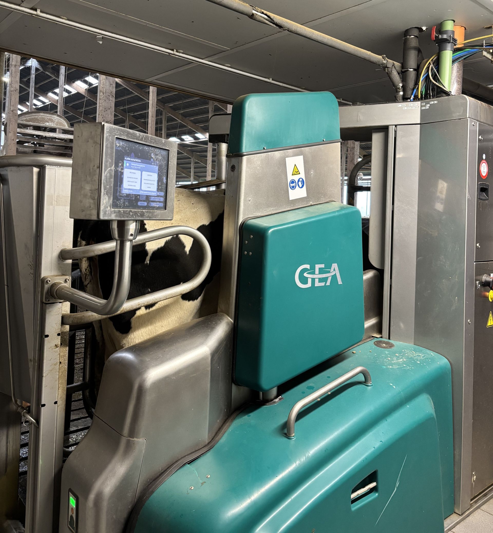 Eine Melkmaschine der Marke GEA ist an einer Kuh auf einem Milchviehbetrieb angebracht. Grüne und graue Maschinenteile.