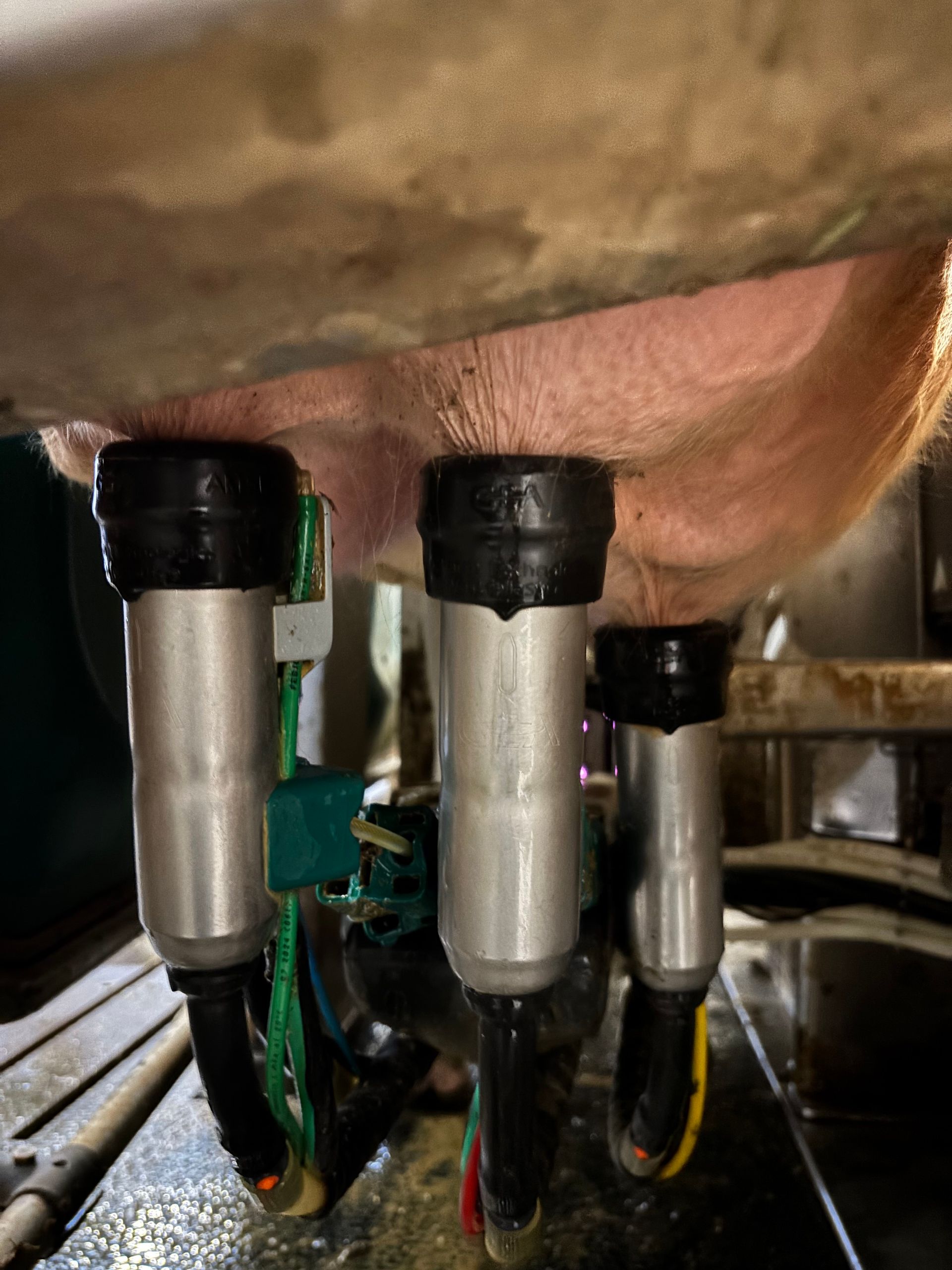 Kuh-Euter mit Melkmaschinenaufsätzen. Silberne und schwarze Melkkomponenten sind an rosafarbener Haut befestigt.