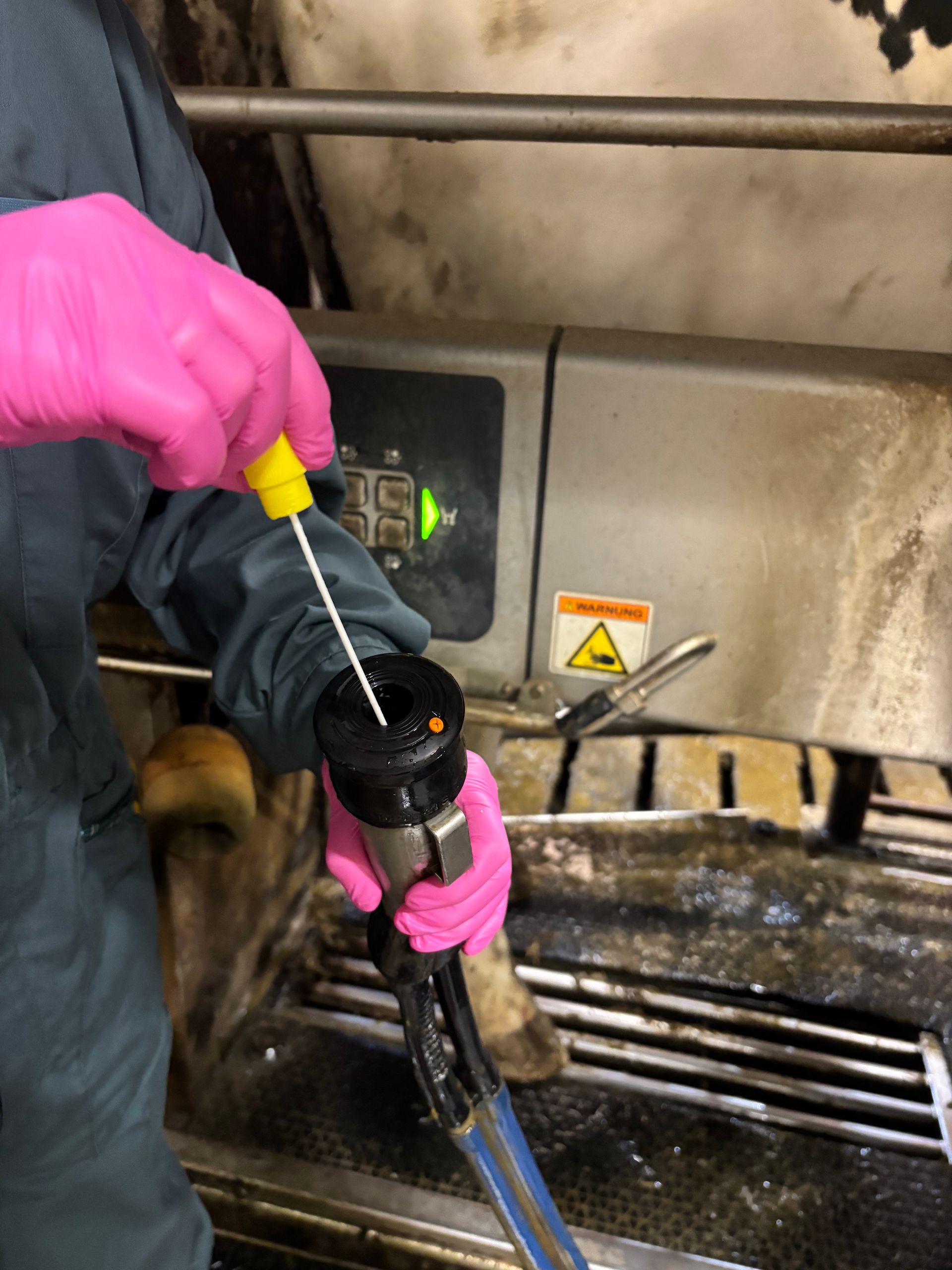 Eine Person mit rosa Handschuhen reinigt mit einem gelben Werkzeug die Düse einer Melkmaschine. Die Szene spielt sich auf einem Milchviehbetrieb ab.
