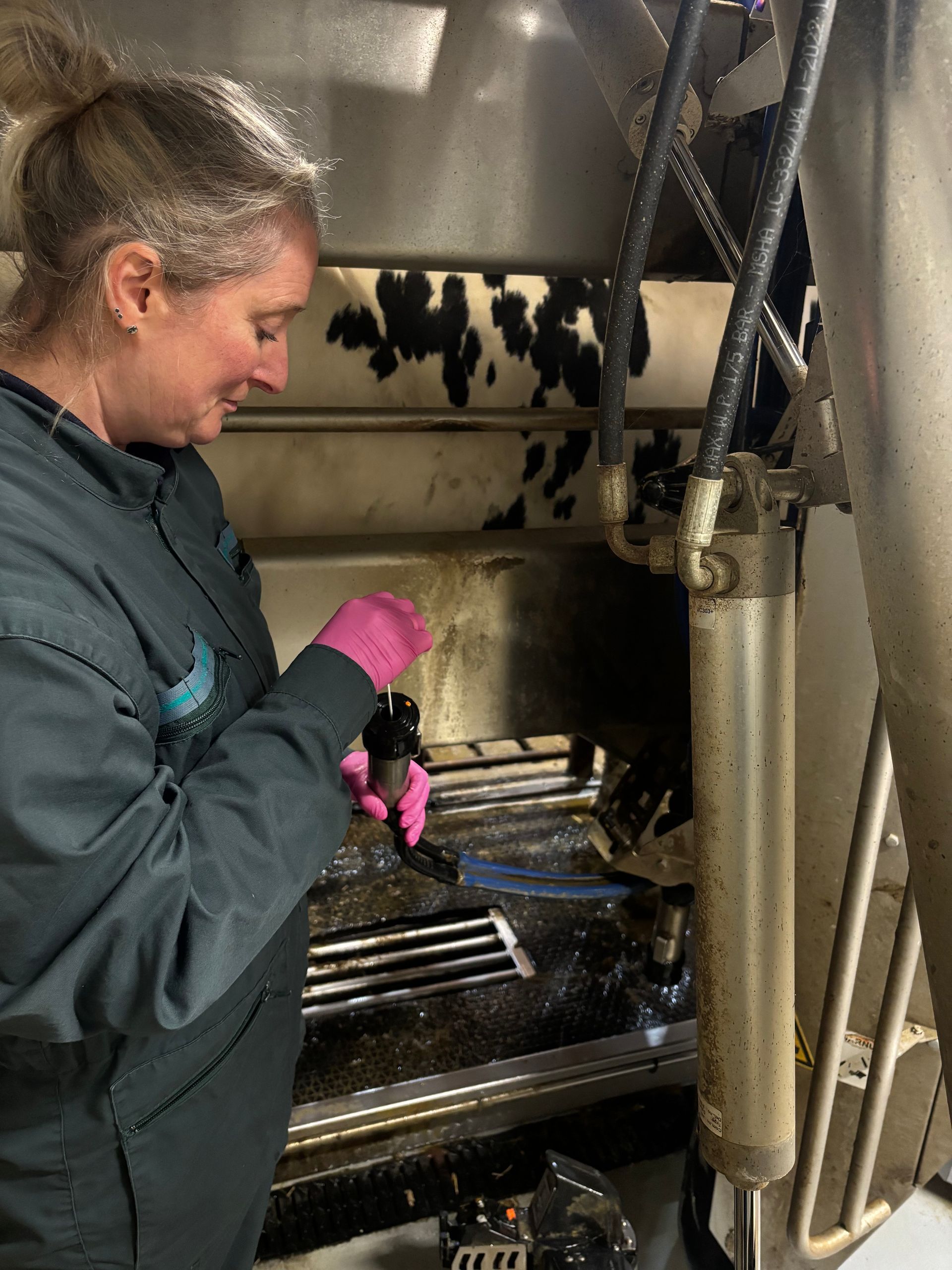Frau mit rosa Handschuhen melkt eine Kuh in einem Milchviehstall.