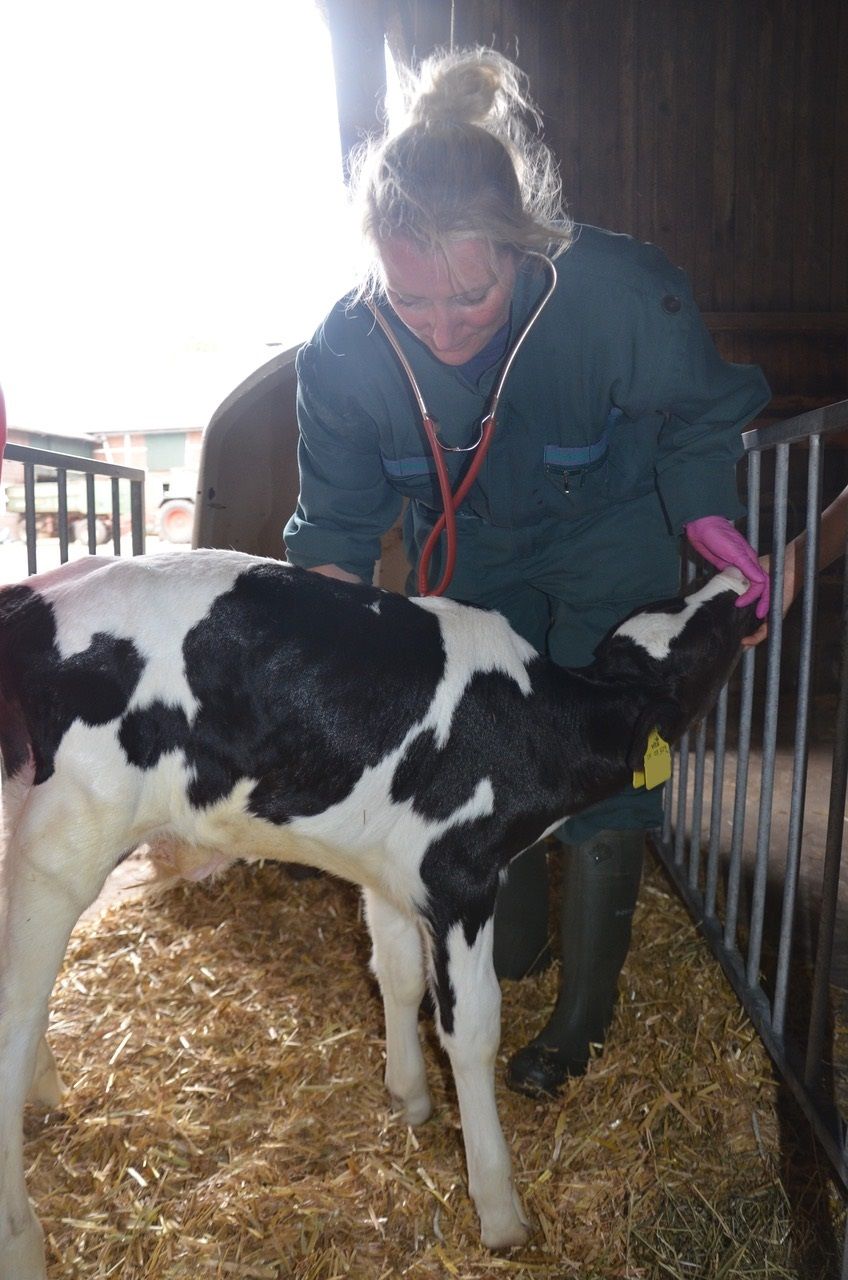 Ein Tierarzt hört mit einem Stethoskop den Brustkorb eines schwarz-weißen Kalbs in einer Scheune ab.