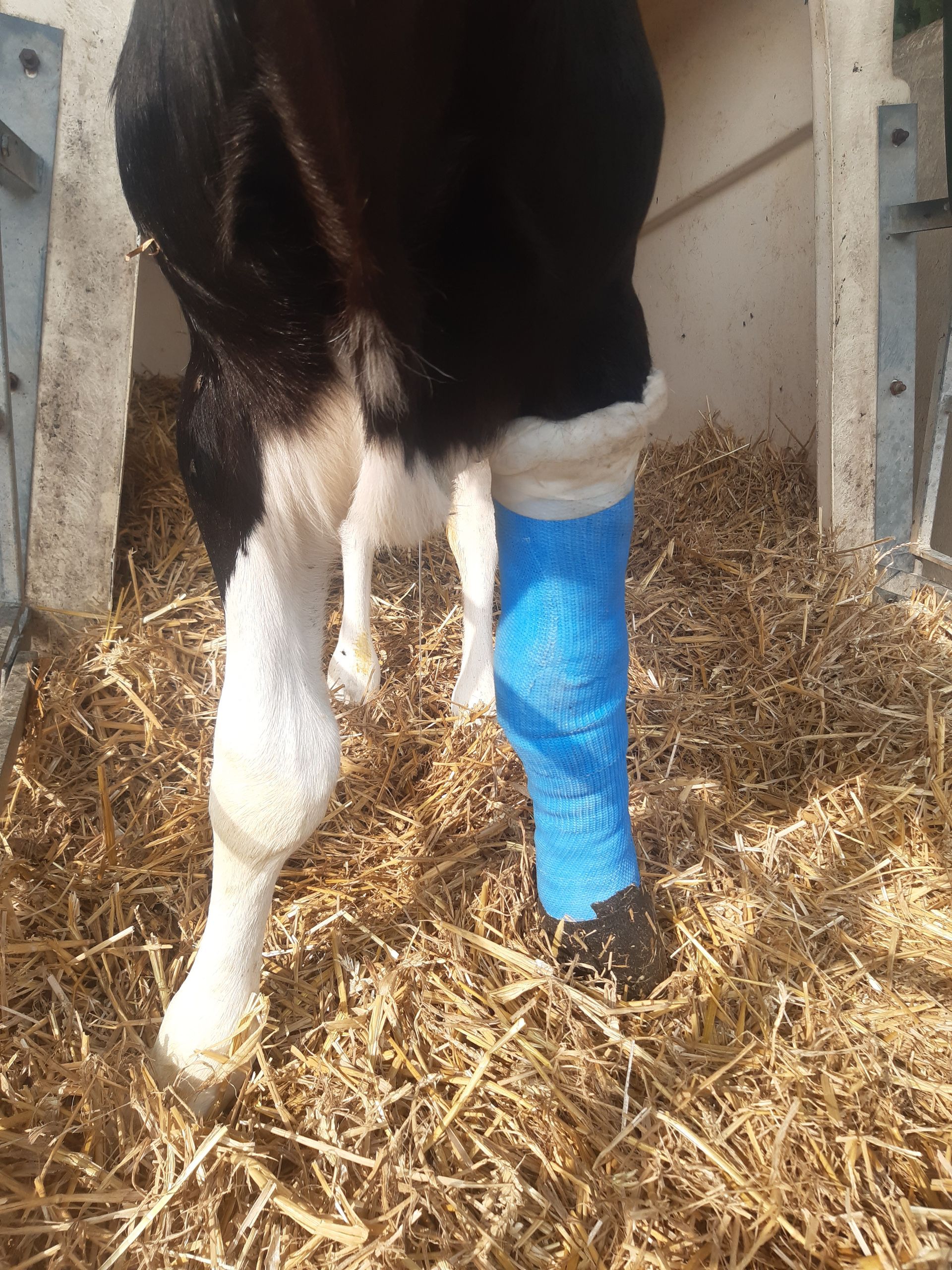 Schwarz-weißes Kuhbein in einem Stall, umwickelt mit einem blauen Verband.
