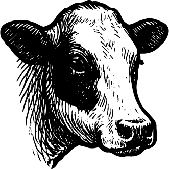 Kuh mit schwarzen und weißen Flecken.