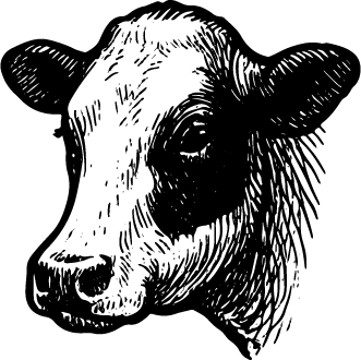 Kuh mit schwarzen und weißen Flecken.