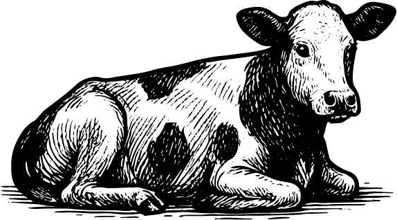 Ruhendes Kalb, schwarz-weiße Zeichnung, liegt.