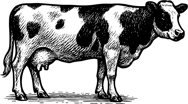 Kuh mit schwarzen und weißen Flecken.