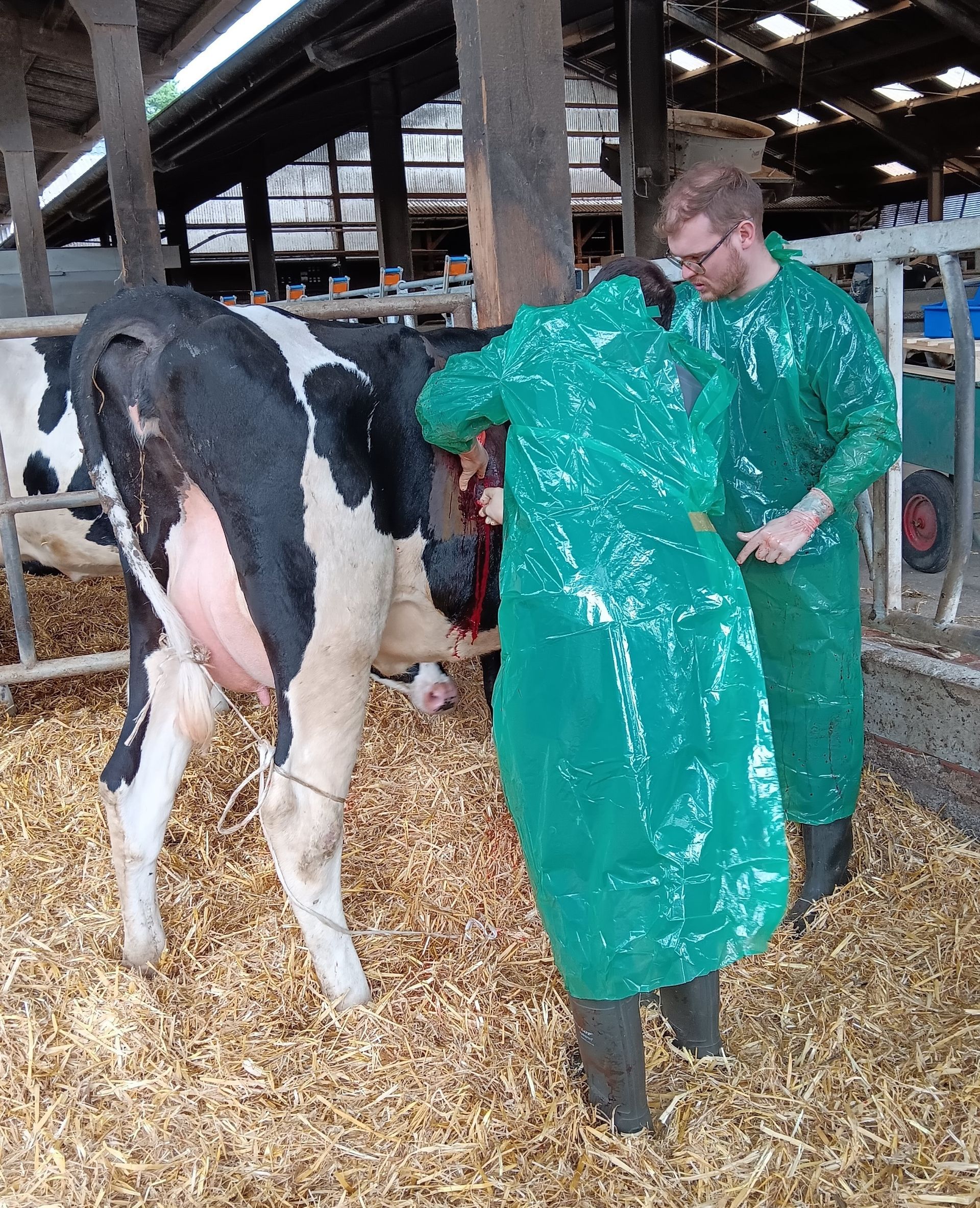 Zwei Personen in grünen Schürzen untersuchen eine schwarz-weiße Kuh in einer Scheune.