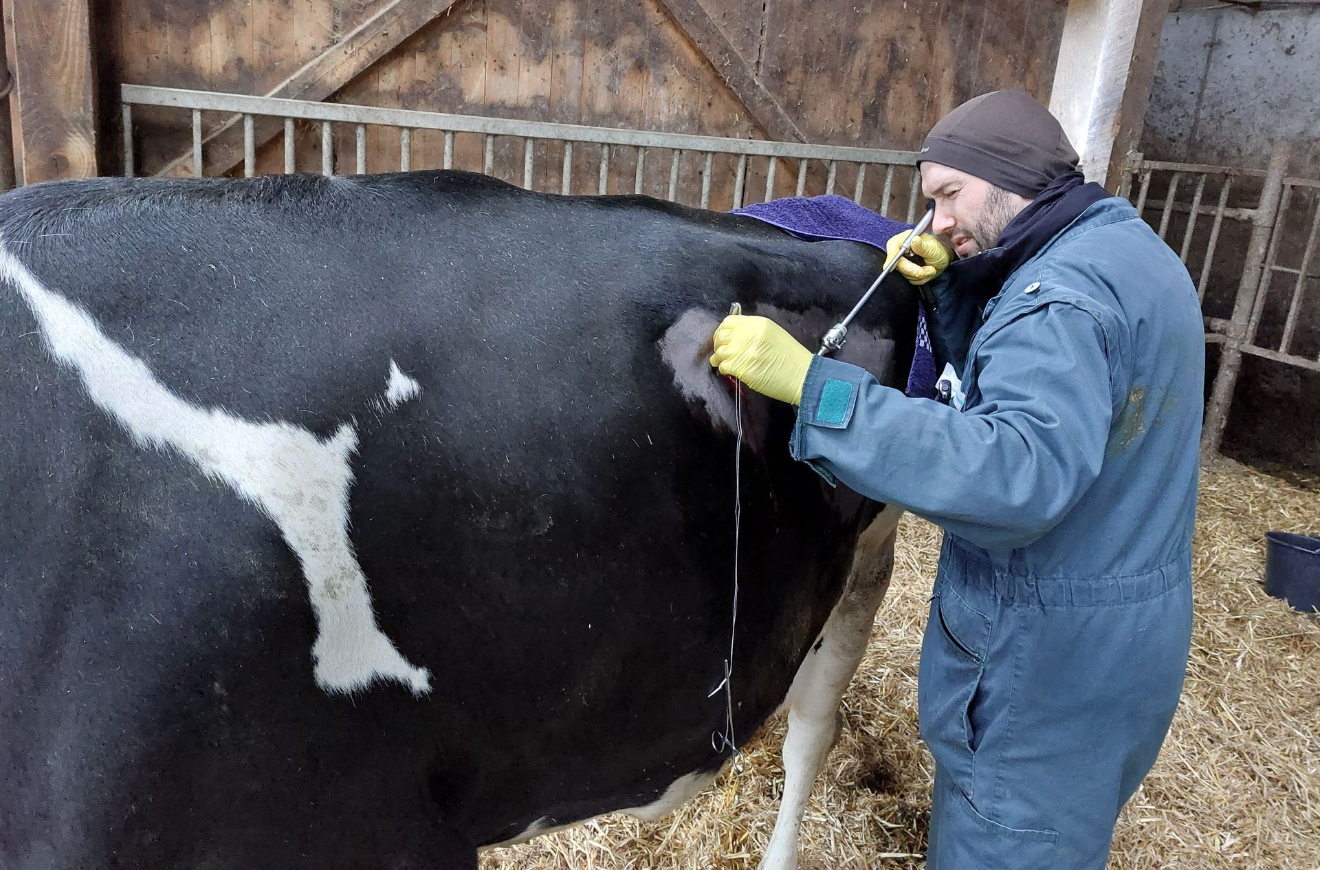Eine Person in blauem Overall injiziert einer schwarz-weißen Kuh in einer Scheune eine Spritze.